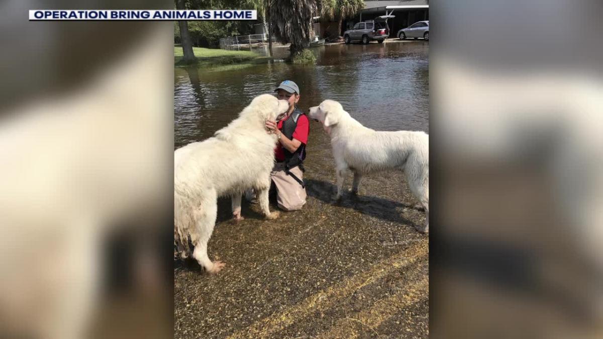 Wisconsin woman to help animals in aftermath [Video]