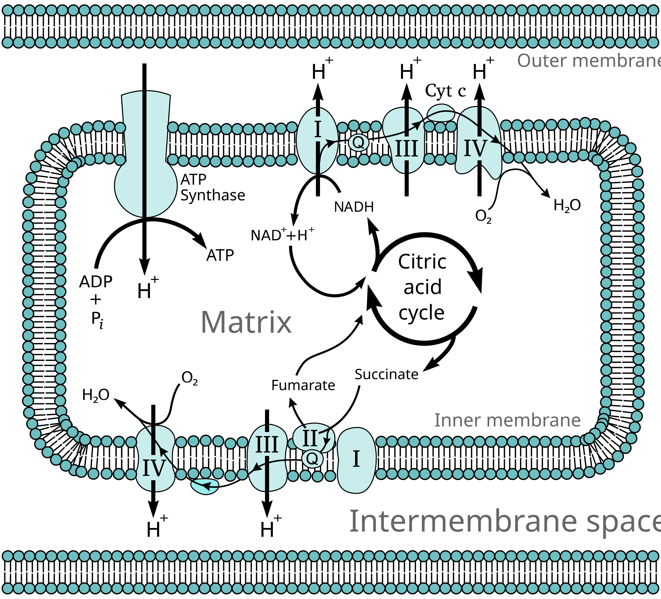 Intricacies of the Electron Transport Chain [Video]