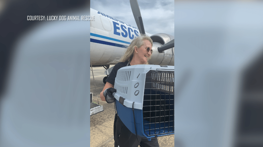 Florence nonprofit group brings animals to safety after recent hurricanes [Video]