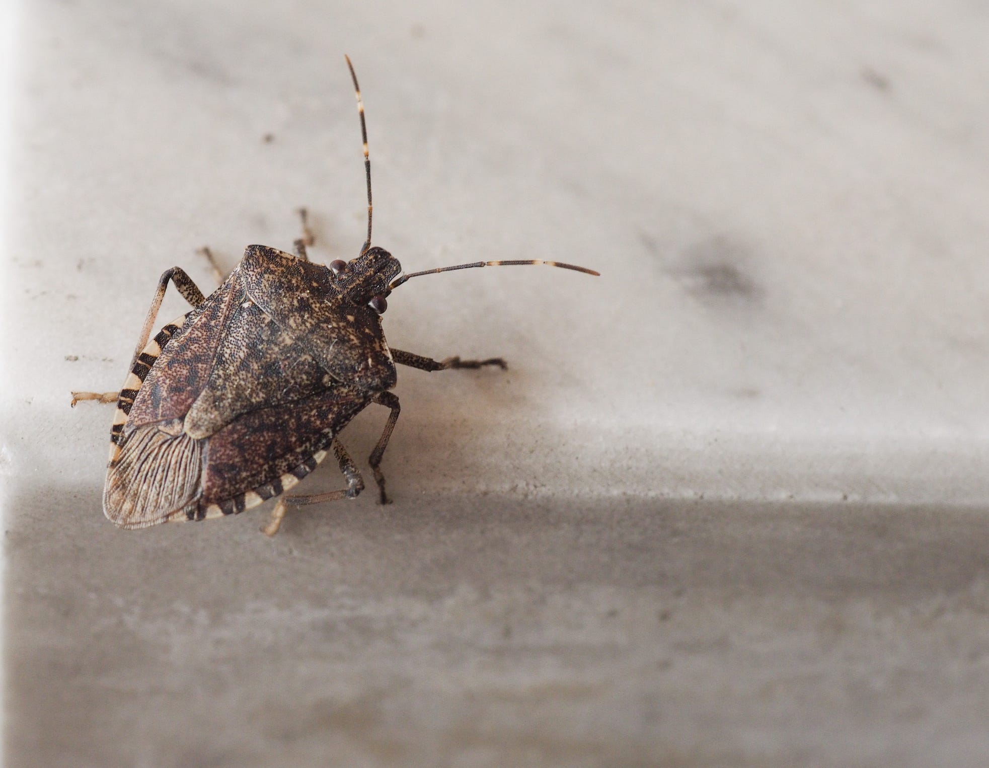 Late October mean it’s stink bug season in Michigan [Video]