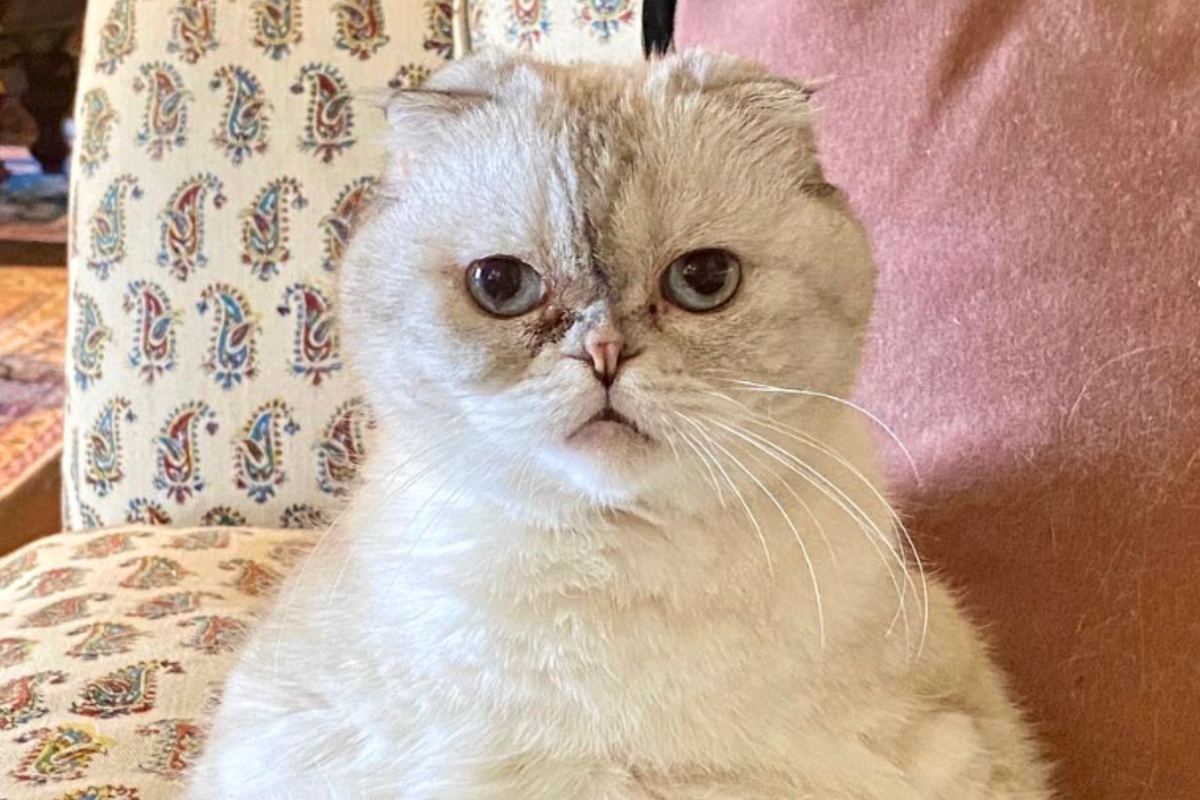 Top five richest pets in the world revealed – with a global pop stars cat top of the list [Video]