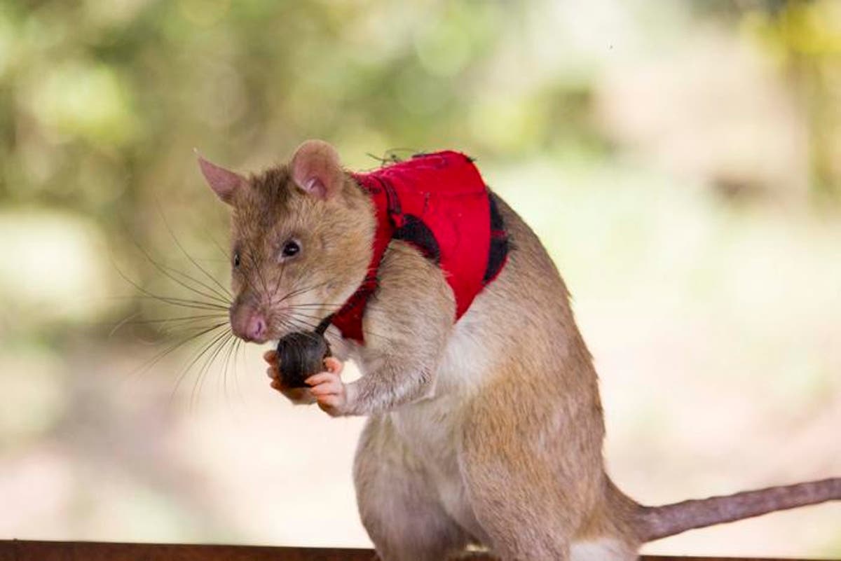 Researchers have a new tool to fight illegal wildlife trading – giant rats! [Video]