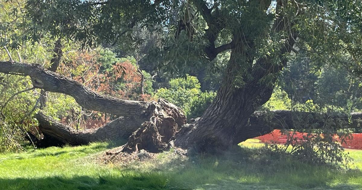 Spokane residents support nature-based playground after willow tree fall | Family [Video]