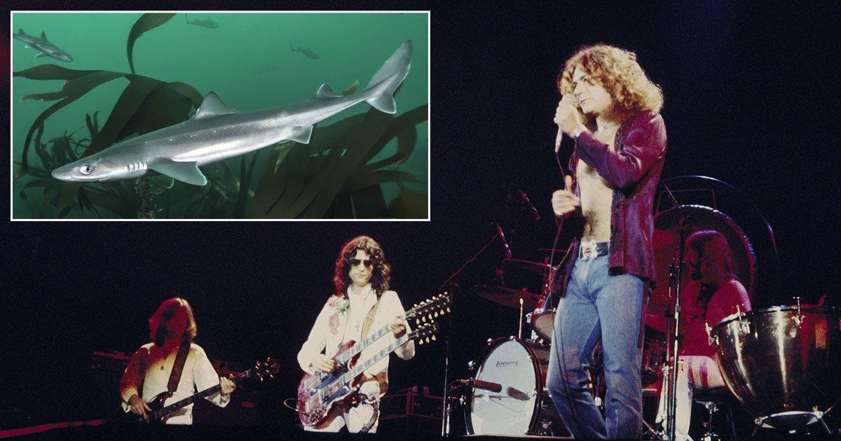 What actually happened with Led Zeppelin, a mud shark and a groupie in 1969 [Video]