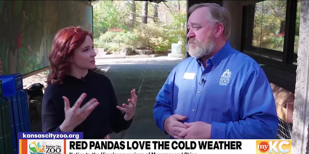 Red Pandas Love the Cold [Video]