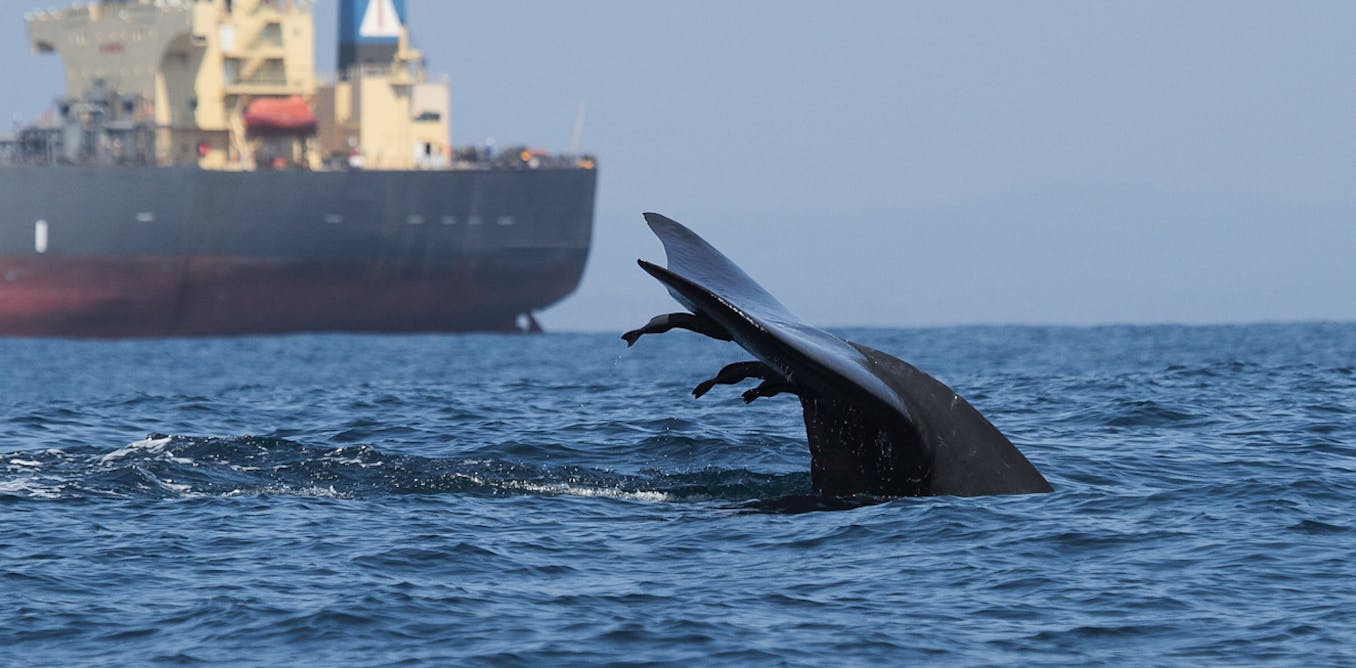 New maps show high-risk zones for whale-ship collisions  vessel speed limits and rerouting can reduce the toll [Video]