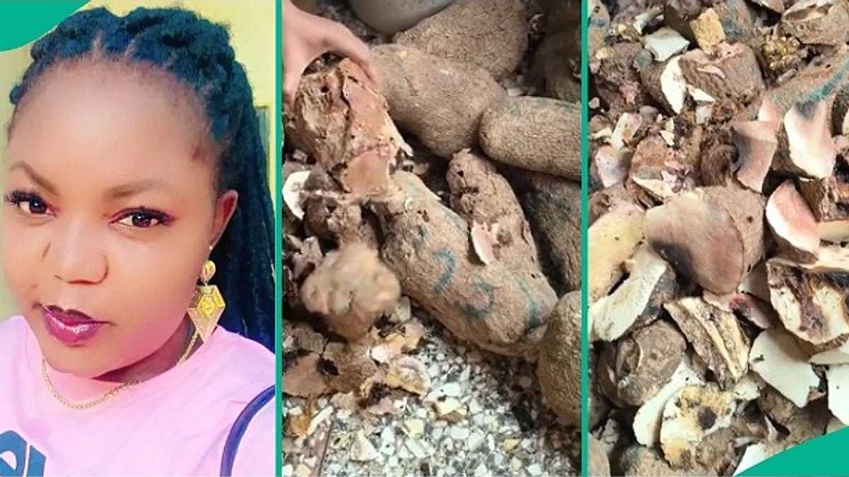 Nigerian Lady Who Bought Plenty Yams in Market Discovers They’re All Rotten Inside, Video Trends