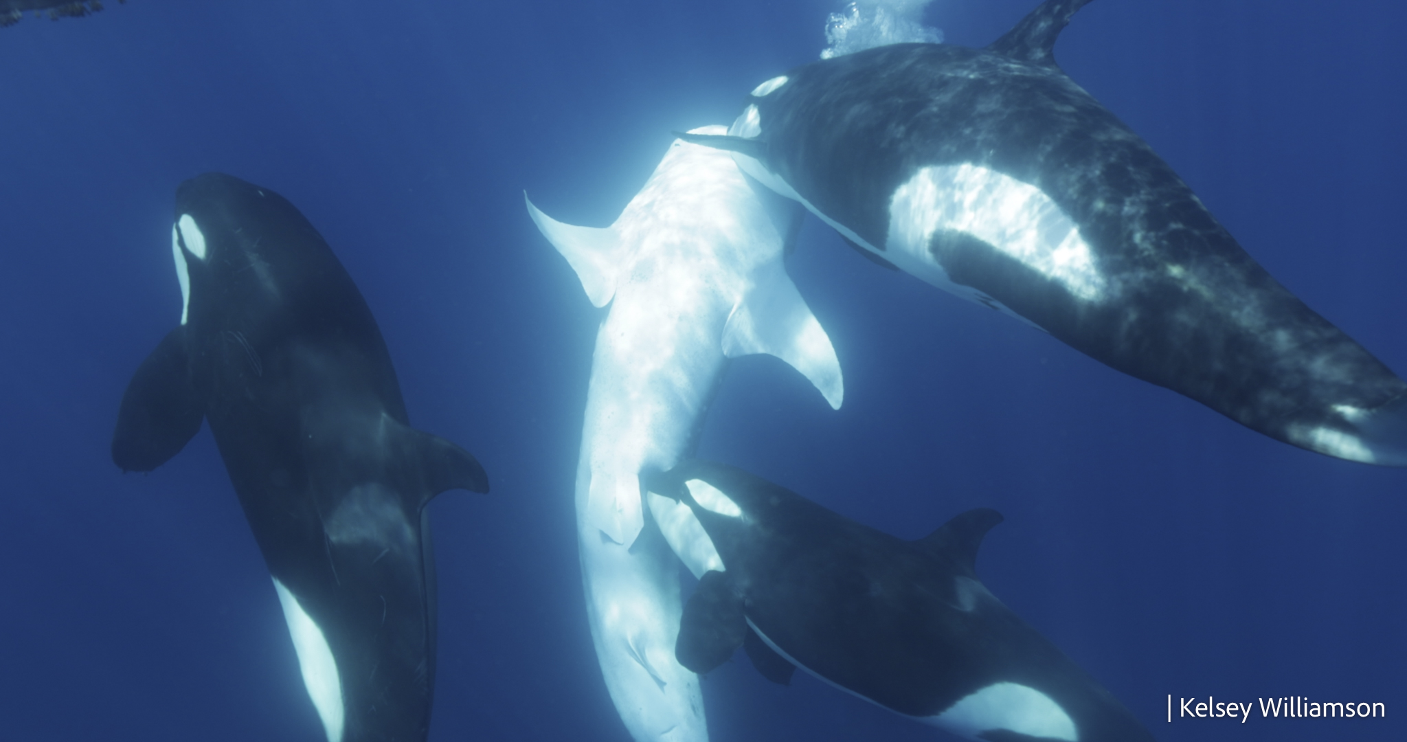 Killer Whales Caught Harvesting Organs From Largest Fish in the Sea [Video]