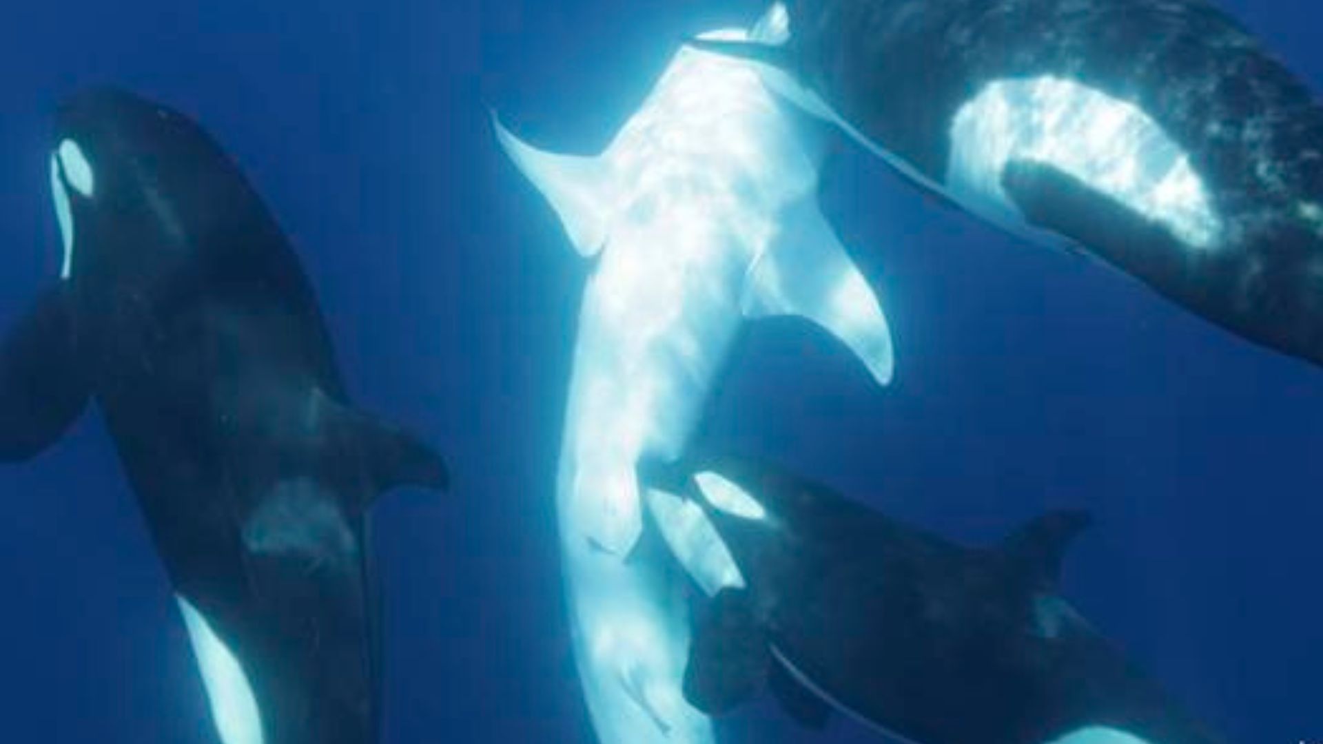 Killer whales acquire specialized skills to hunt mighty whale sharks [Video]