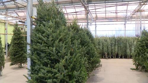 Christmas tree supply and demand this holiday season [Video]