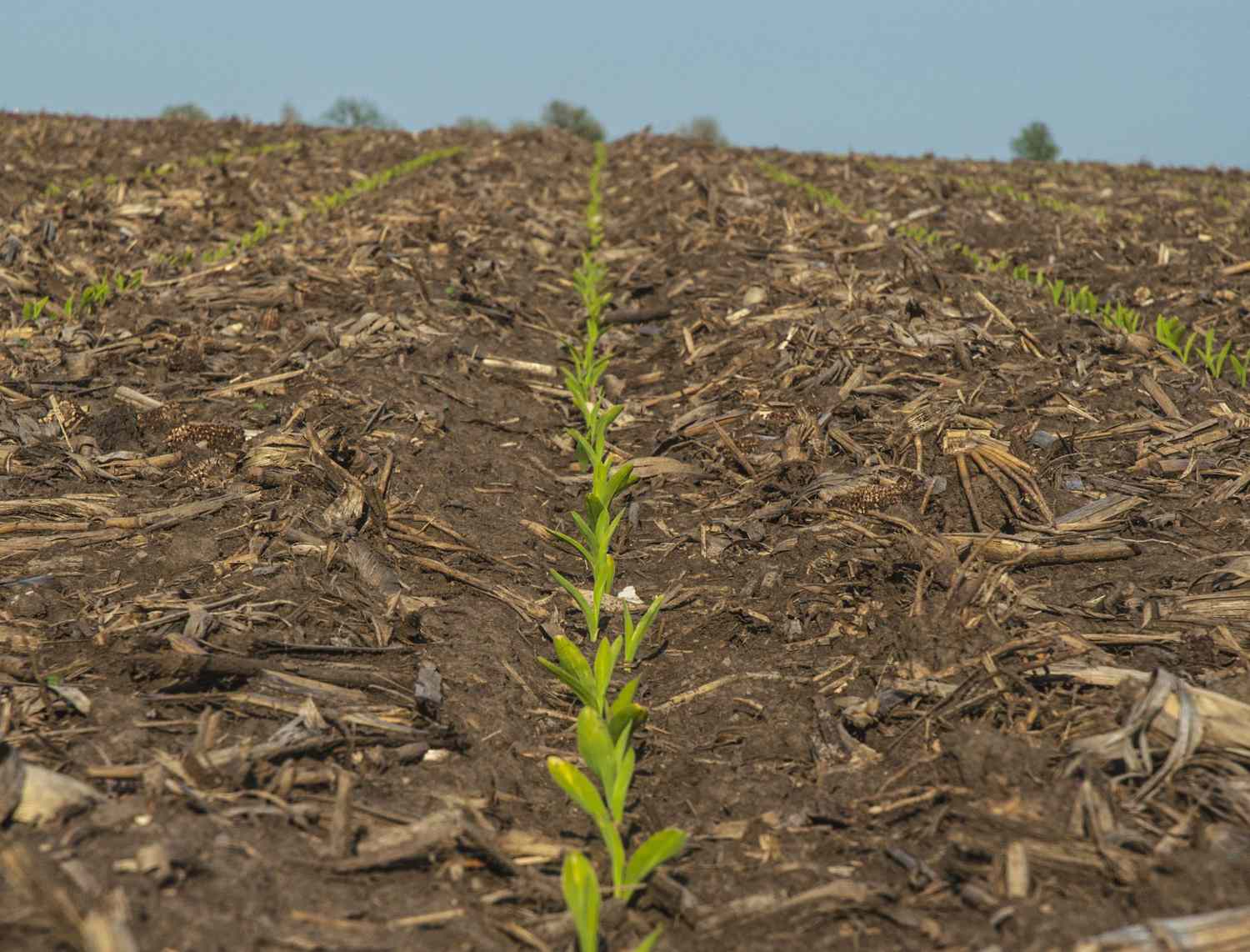 Judge Overturns USDA Rule on Genetically Engineered Plants [Video]