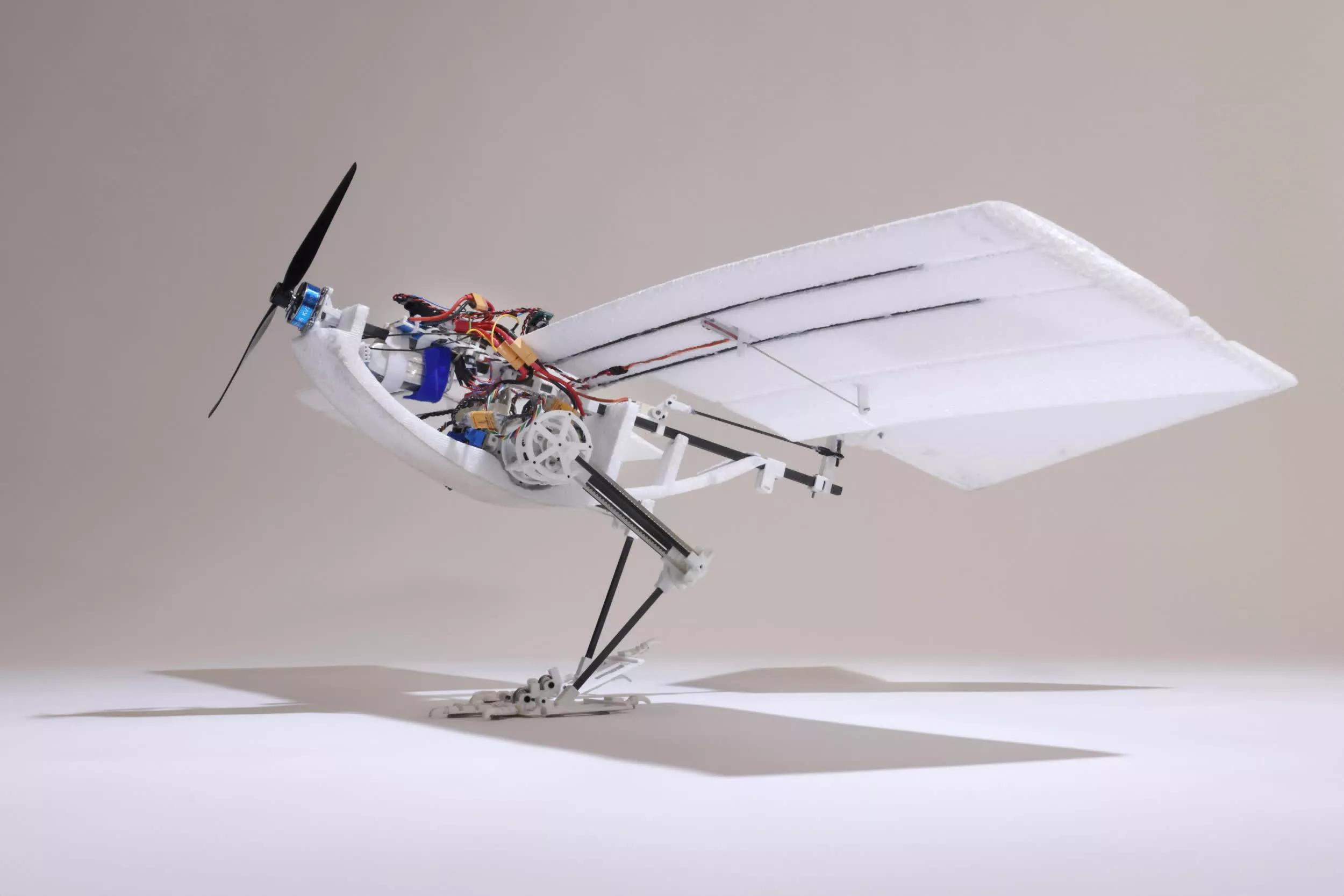 This bird-inspired drone is more energy efficient and proficient at complex flight maneuvers [Video]