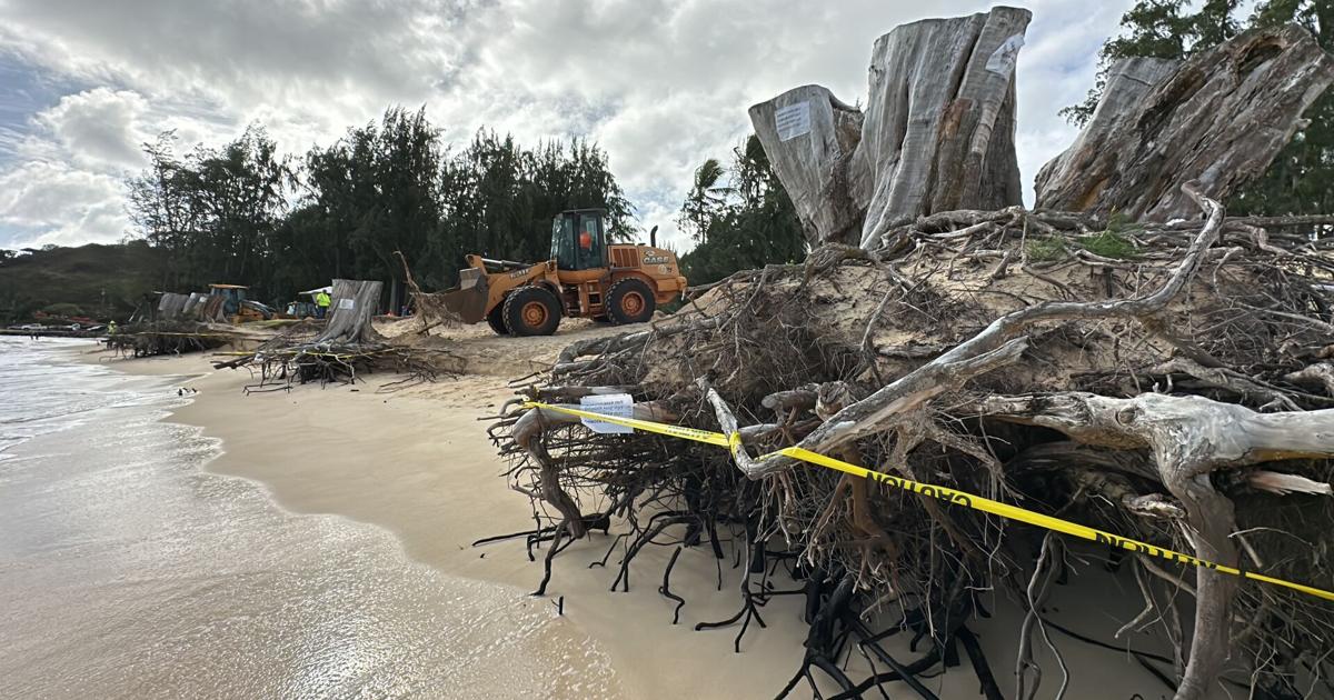 Kailua Beach Park dune restoration aims to revive its eroding shoreline | News [Video]