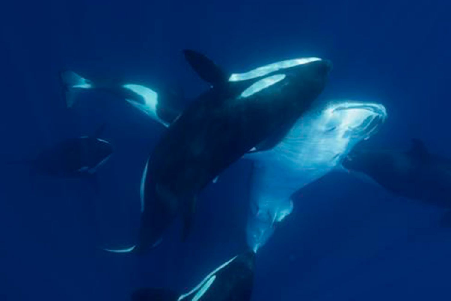 A Orca Pod in Mexico is Hunting Massive Whale Sharks [Video]