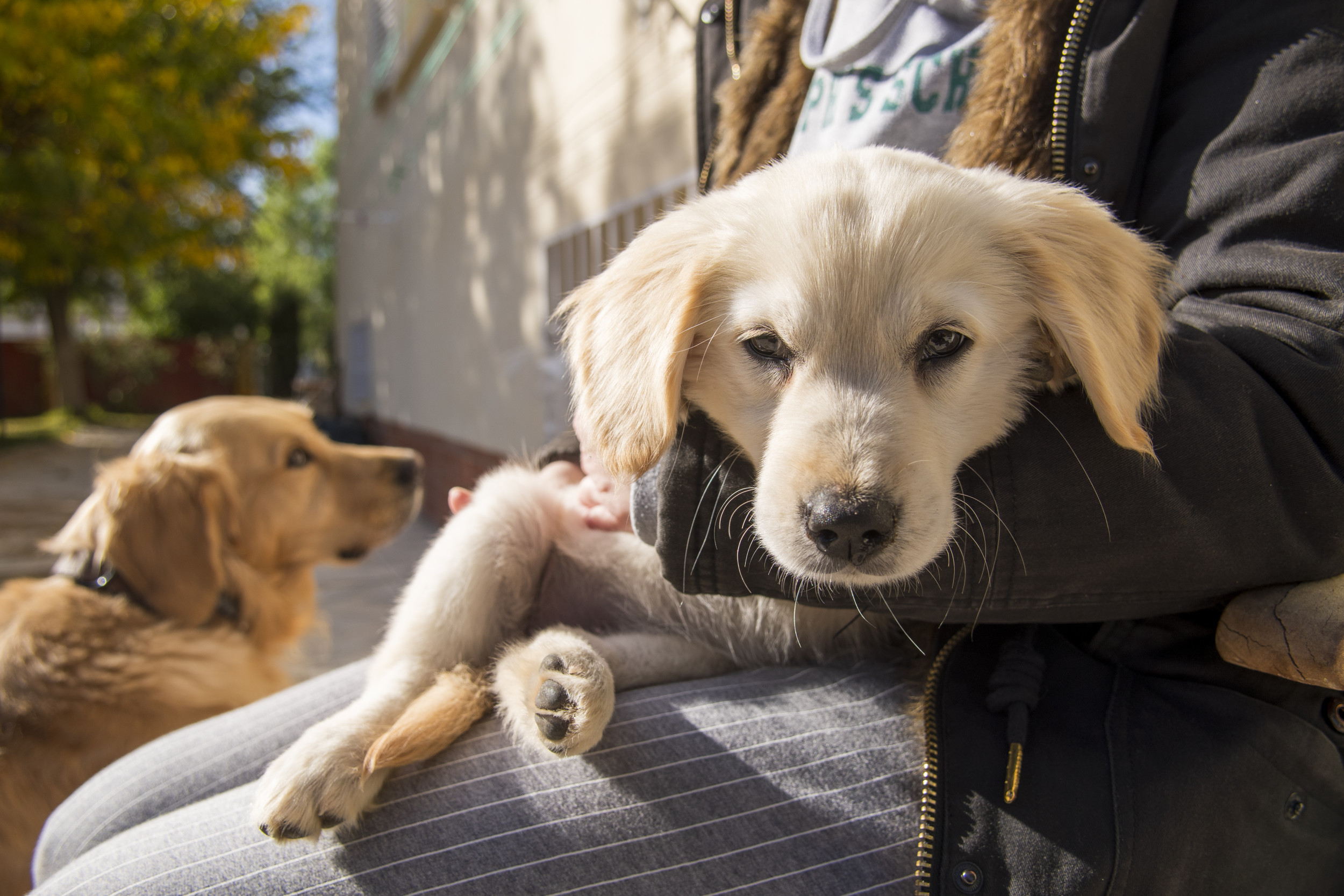 Golden Retriever’s Reaction to New Family Member Has Internet in Stitches [Video]