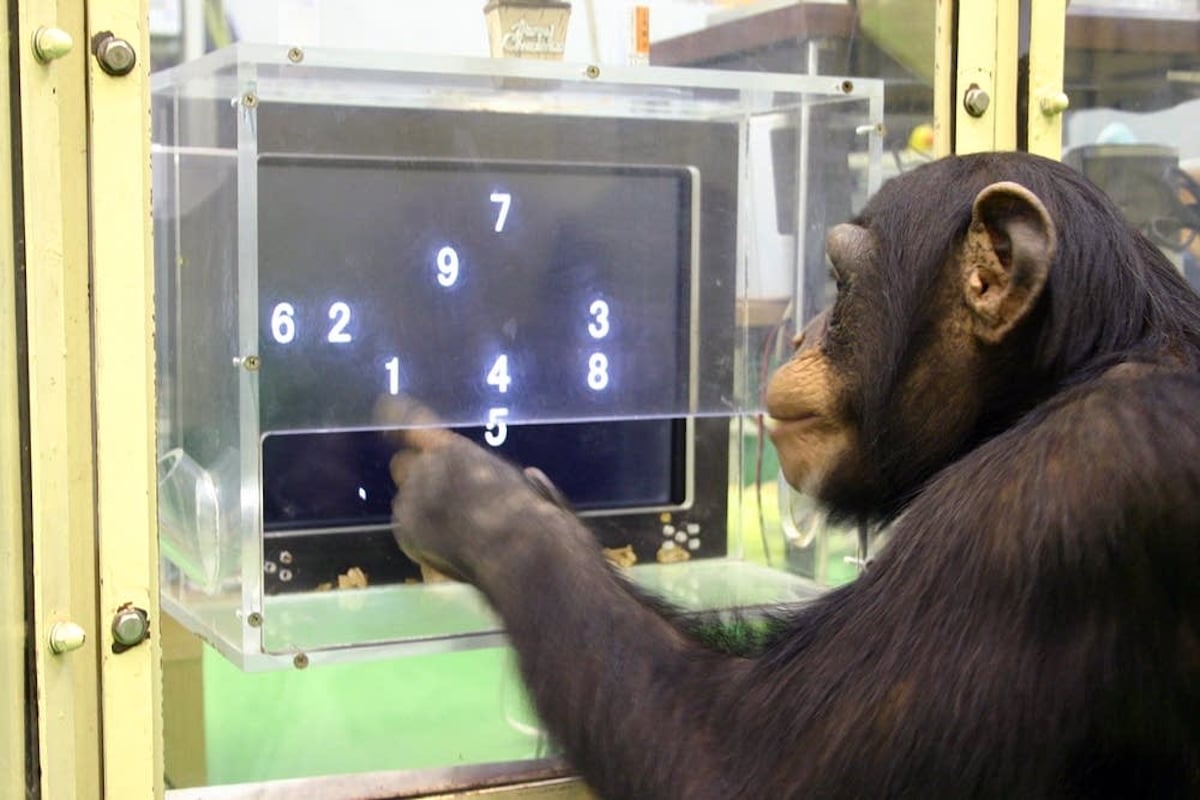 Chimpanzees Perform Better on Computer Tasks When There Is an Audience, Study Finds [Video]