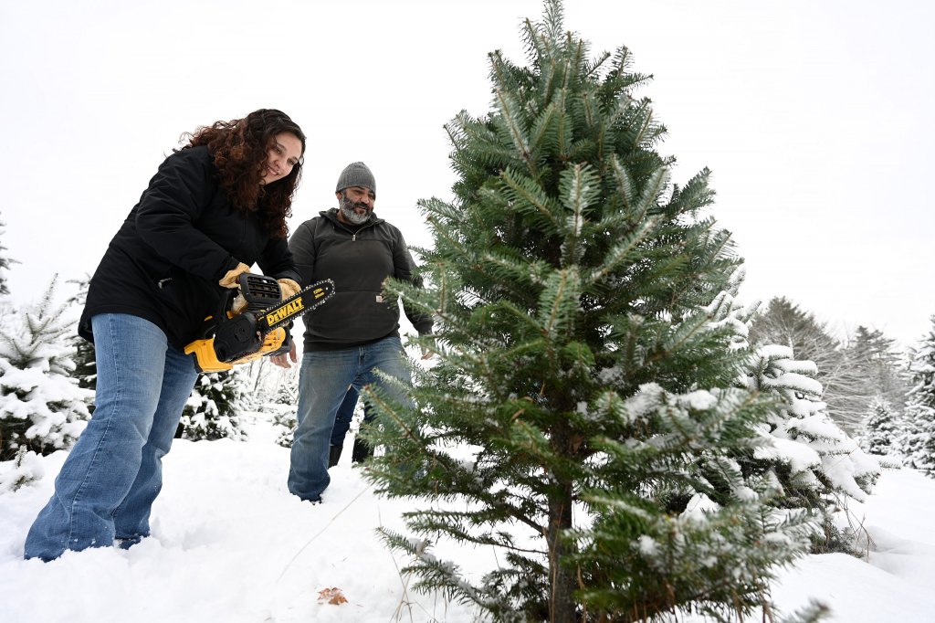 Mainers prefer fake Christmas trees? For real [Video]