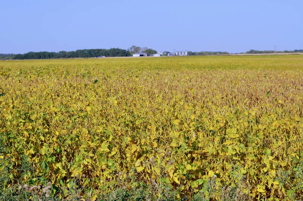 Soybean crop continues to grow year over year [Video]