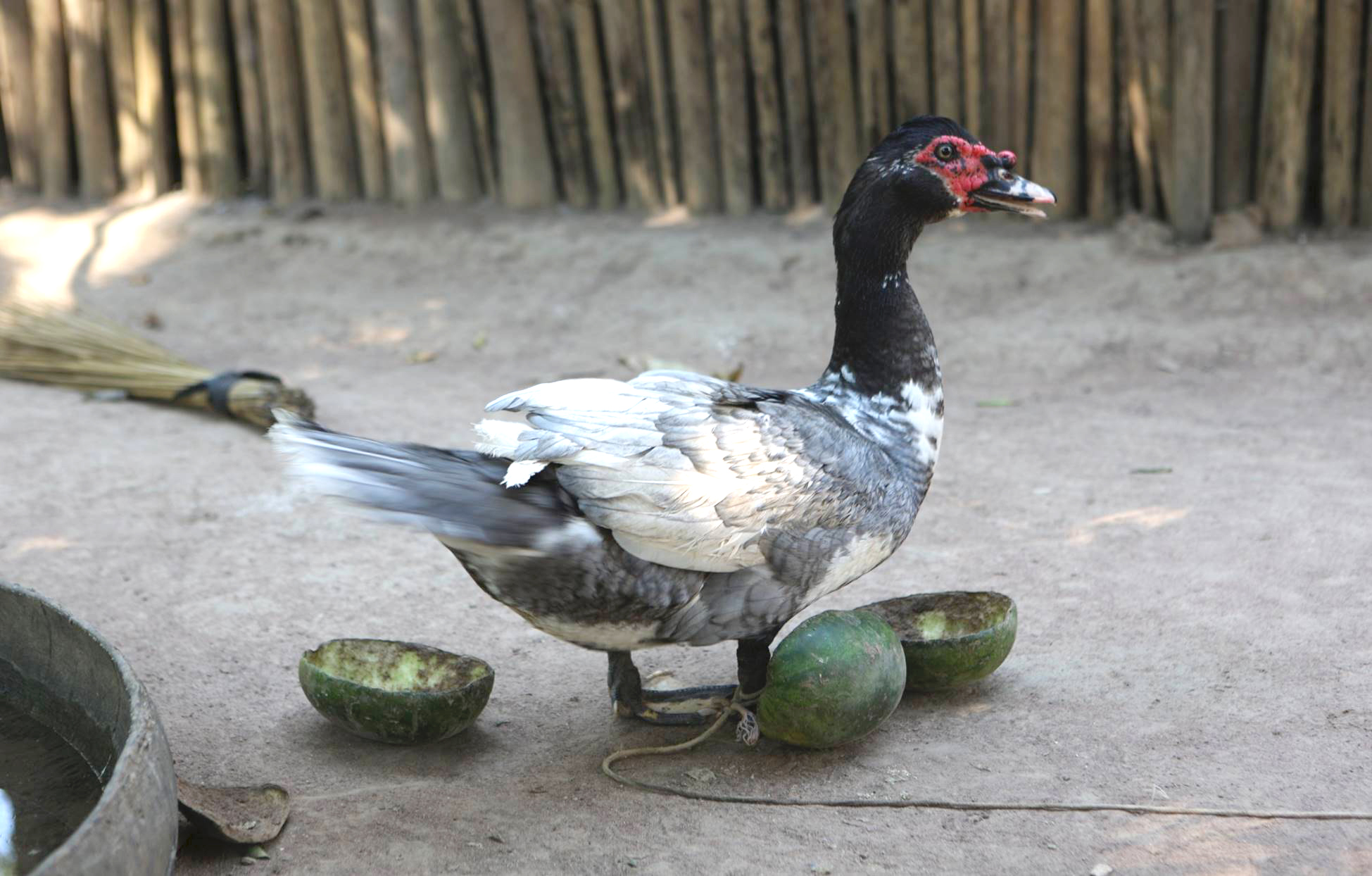 Ancient Amazonian People Fed Ducks Over 1,000 Years Ago, Remains Reveal [Video]