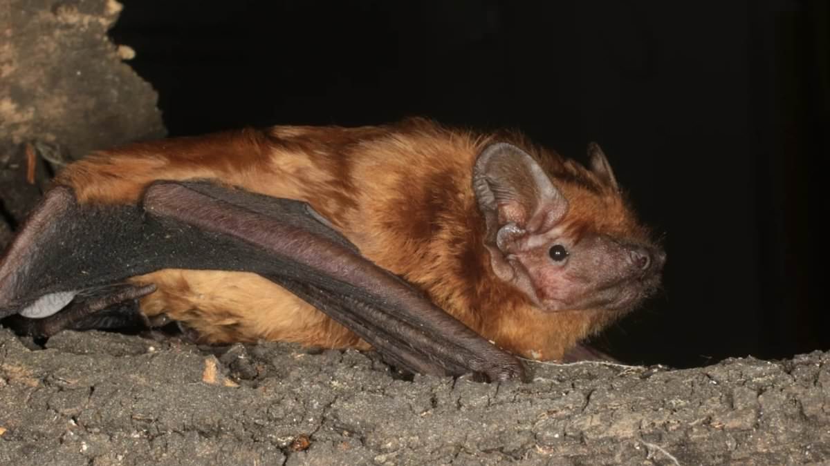 Bats ‘surf’ the wind to travel hundreds of miles a night, study finds [Video]