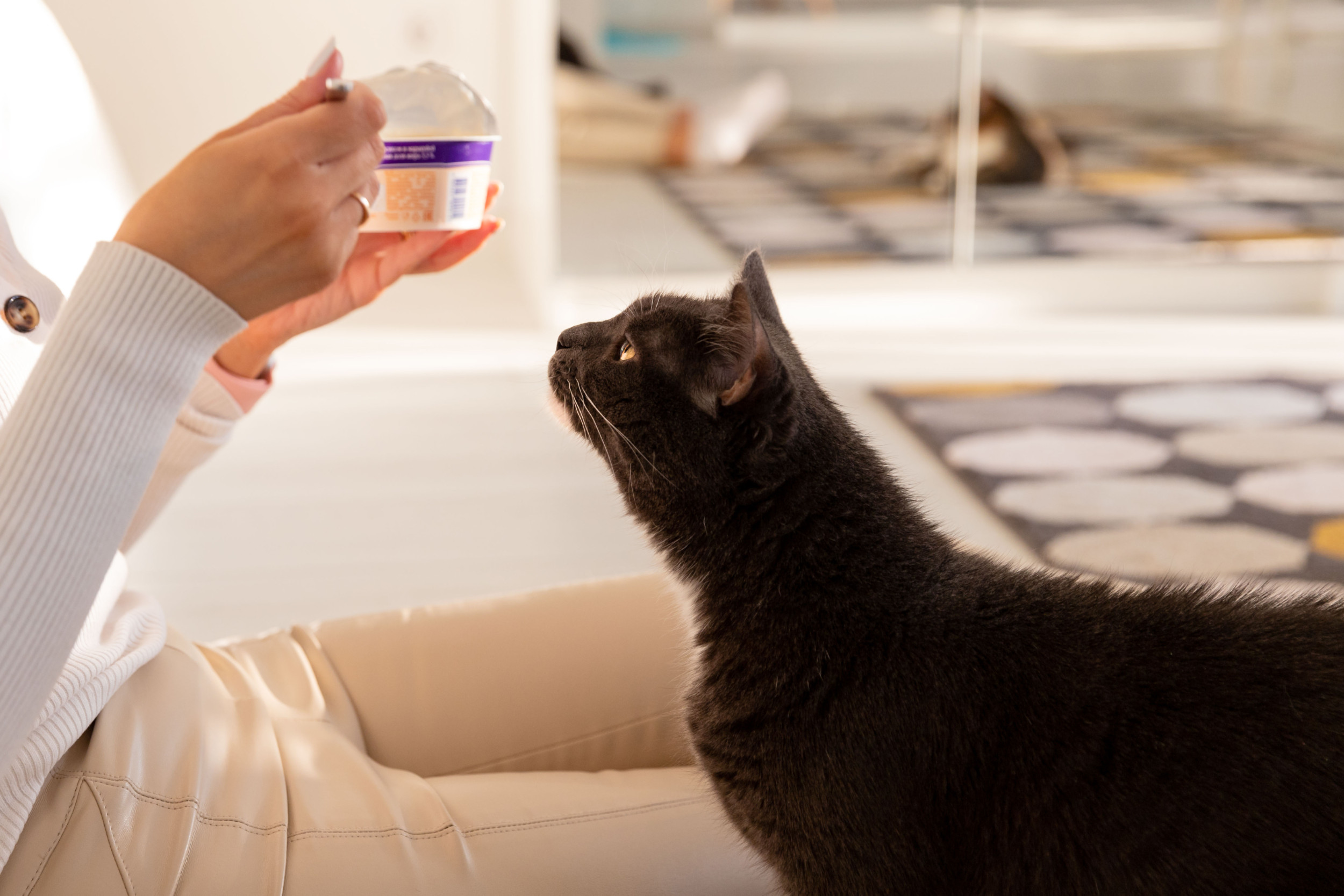 Cat Wants Owner’s Mexican Rice, Her ‘Glaring’ Tactic Delights Viewers [Video]